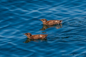 Marbled Murrelets At The Edmonds Fishing Pier