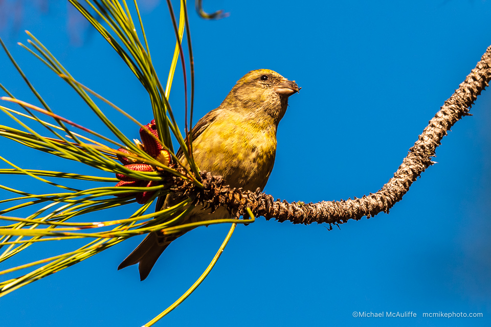 A Female Red Crossbill at the Leavenworth National Fish Hatchery in Leavenworth, Washington. Photo by Michael McAuliffe.