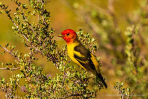 Colorful Western Tanager