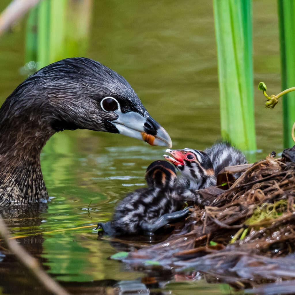 Two Pied-billed Grebe babies with one of their parents at the Union Bay Natural Area in Seattle, WA. Photo by Michael McAuliffe
