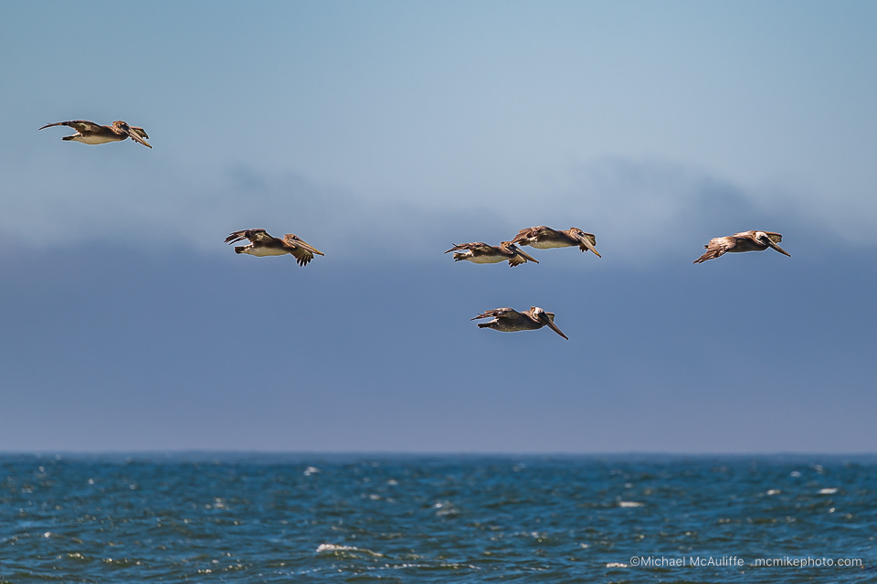 A group of Brown Pelicans over the Pacific Ocean from Rialto Beach in Olympic National Park.