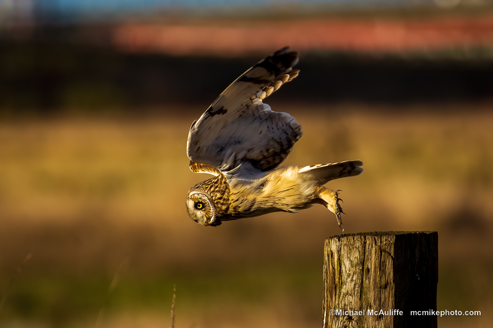 Short-eared Owl Takeoff