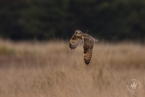 Short-eared Owls Hunting