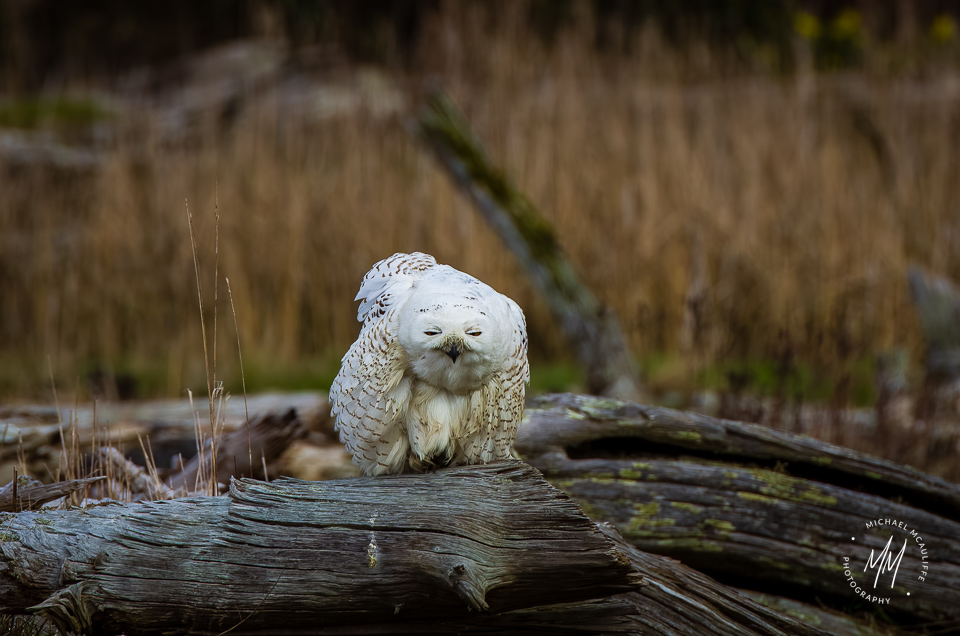 A Snowy Owl perched on a log on Leque Island in Stanwood, Washington.