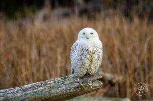 Snowy Owl on Leque Island