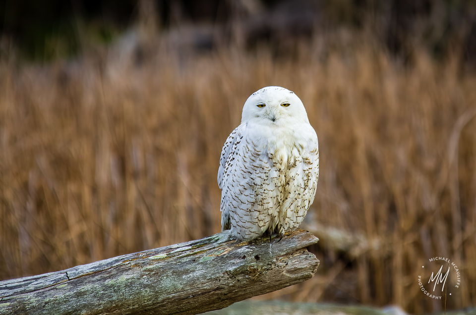 Snowy Owl on Leque Island