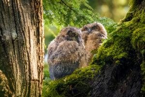 Great-horned Owl Owlets