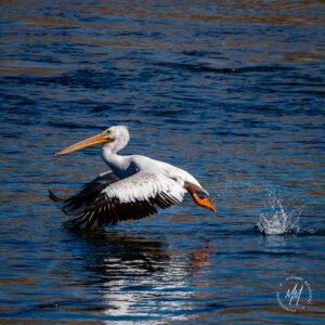 American White Pelicans in Central Washington
