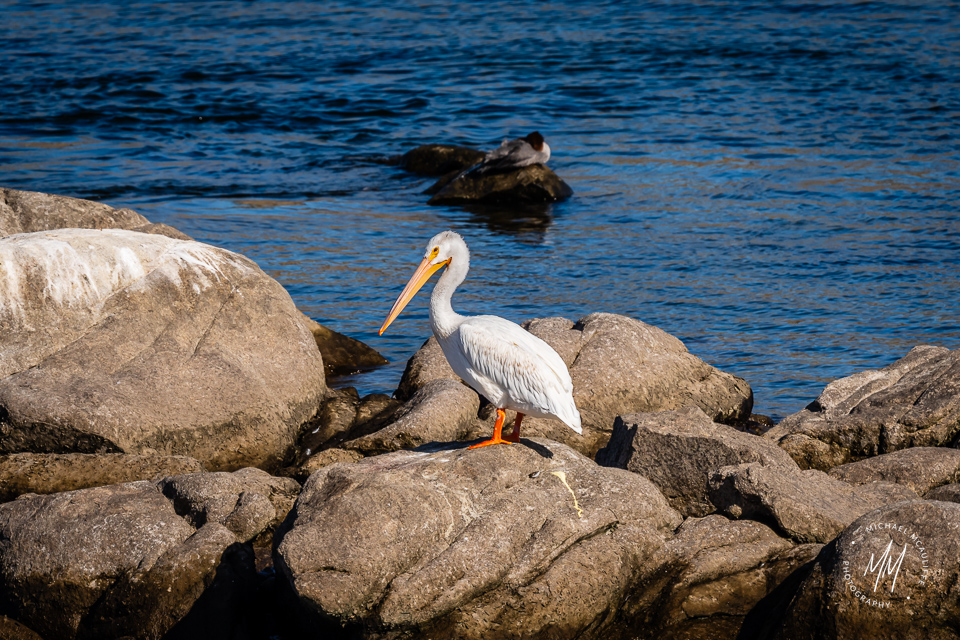 American White Pelican on the rocks in the Columbia River at Chief Joseph Dam.