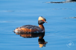 Horned Grebes in Breeding Plumage
