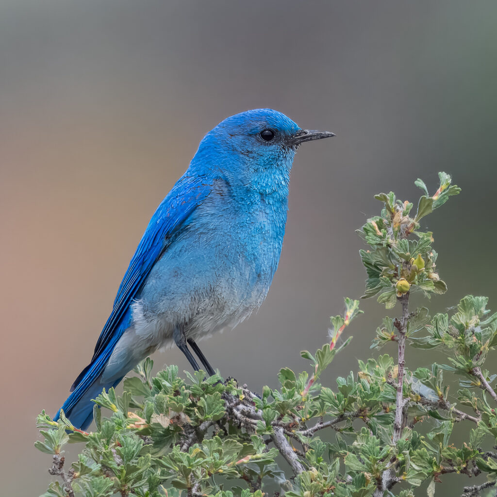 A Mountain Bluebird perching on a bush on Umptanum Road in Ellensburg, Washington.