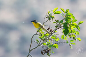 Birds at Umtanum Creek