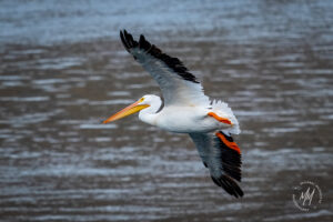 Pelicans at Chief Joseph Dam