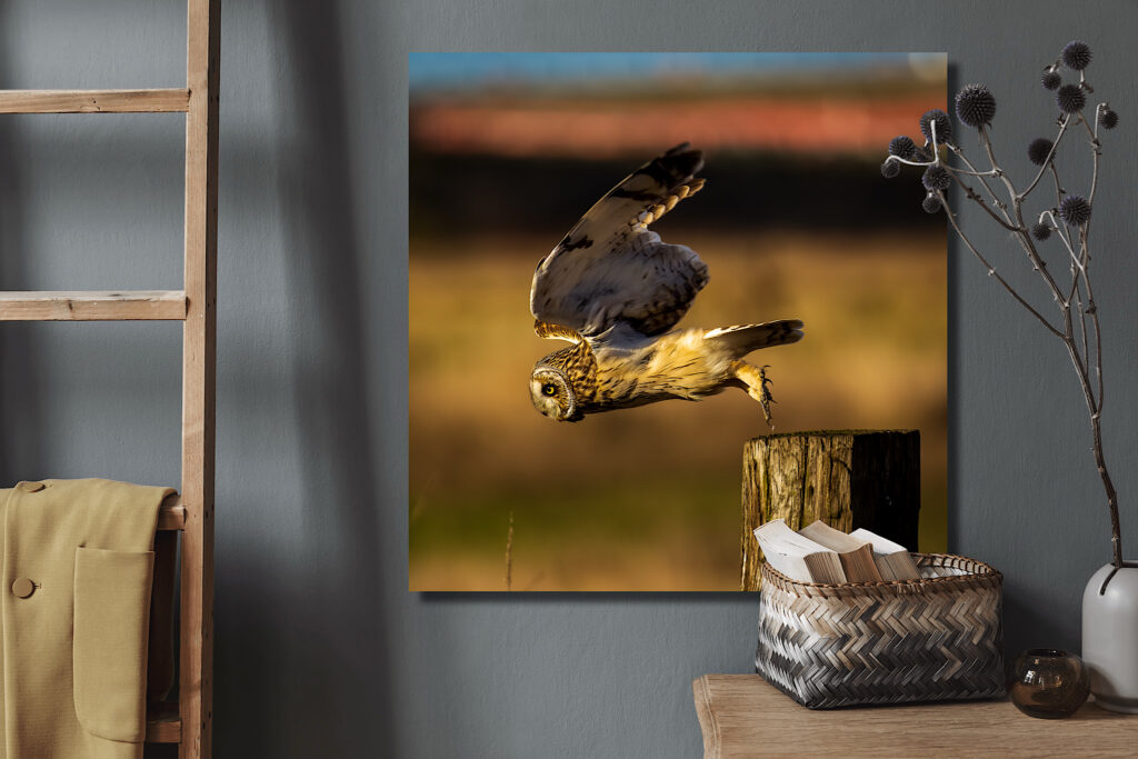 A large metal print of a Short-eared Owl taking of from a post in Stanwood, Washington.