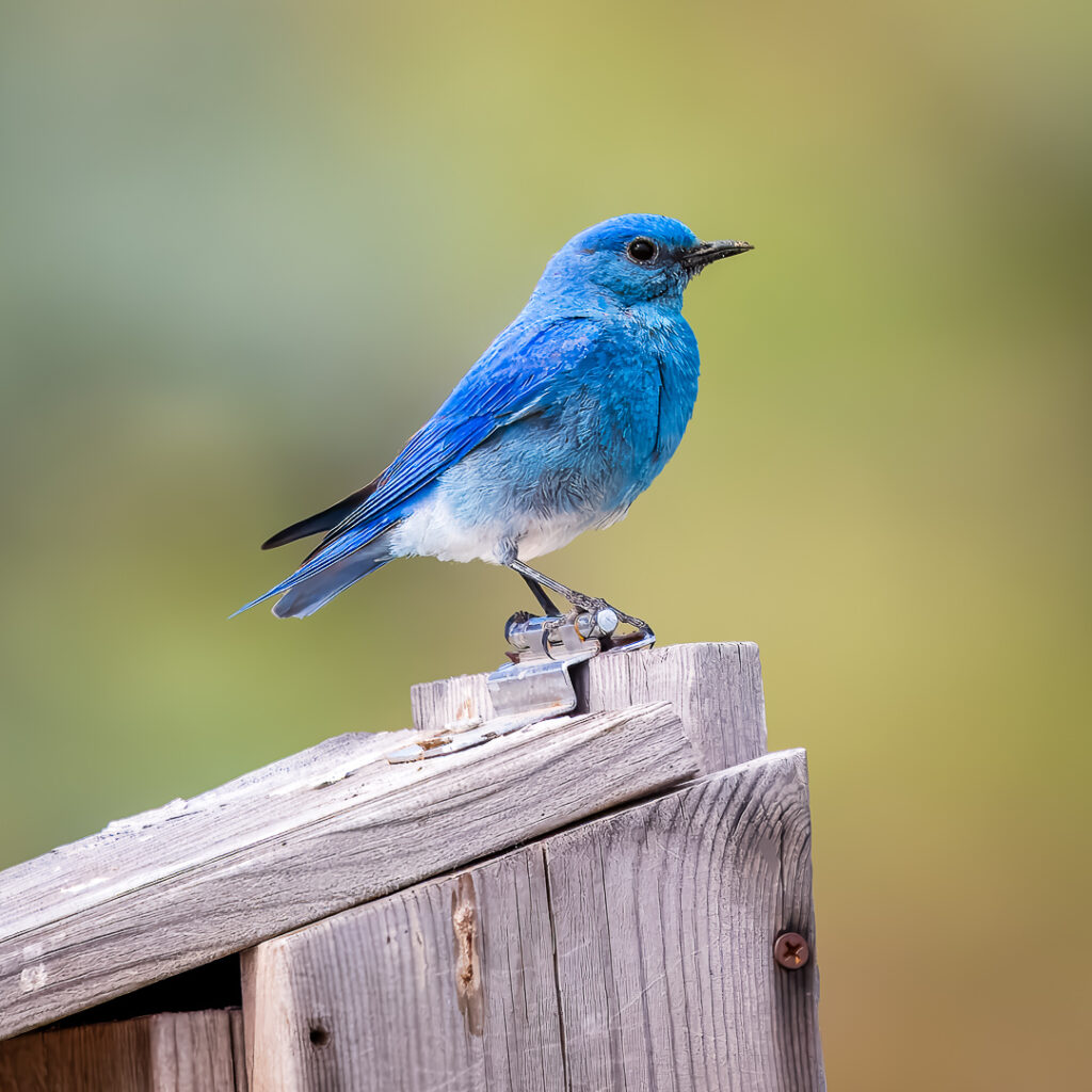 A Mountain Bluebird on a bluebird box on Umptanum Road in Ellensburg, Washington.