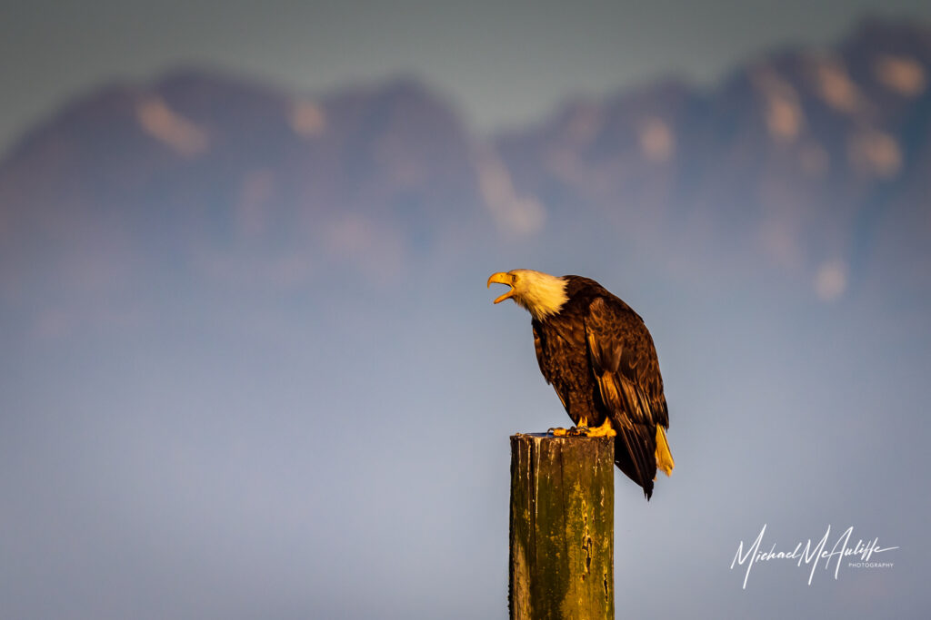 A screeching Bald Eagle (Haliaeetus leucocephalus) perched on a pier early in the morning on the Puget Sound waterfront in Edmonds, Washington. Photograph by Michael McAuliffe.