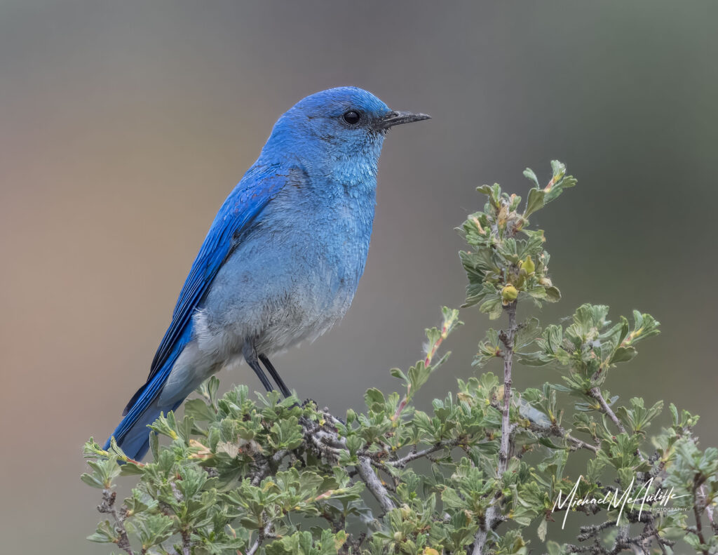 A Mountain Bluebird perched on a branch with green leaves in Ellensburg, Washington. Photograph by Michael McAuliffe.