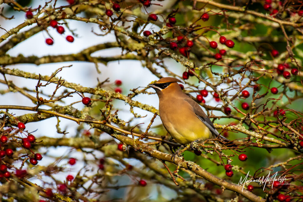 A Cedar Waxwing posing on a branch in a bush full of red berries. Photograph by Michael McAuliffe.