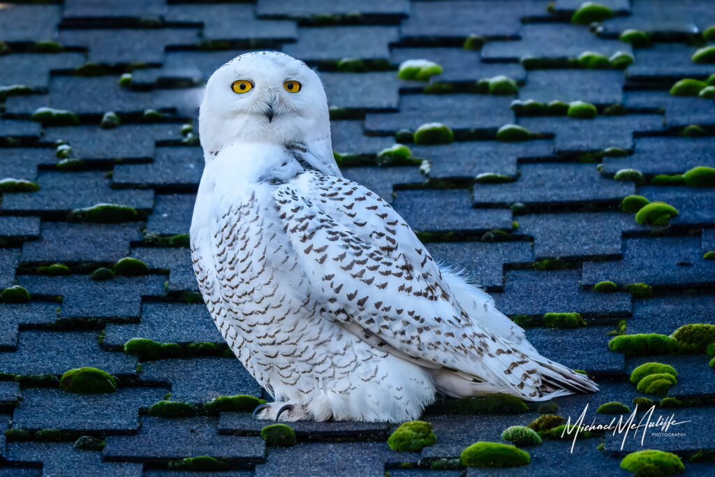 A close-up photo of a Snowy Owl (Bubo scandiacus) resting on a rooftop in Seattle, Washington. Photograph by Michael McAuliffe.