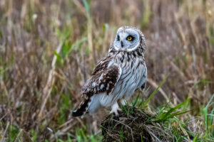 Winter Skagit Short-eared Owls