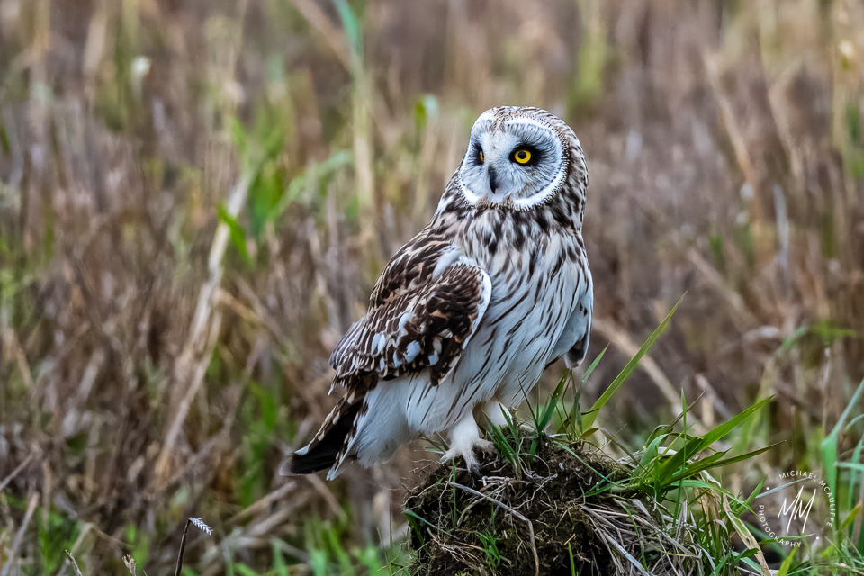 Winter Skagit Short-eared Owls