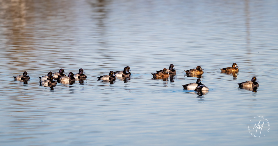 Birds at the Everett Sewage Lagoons