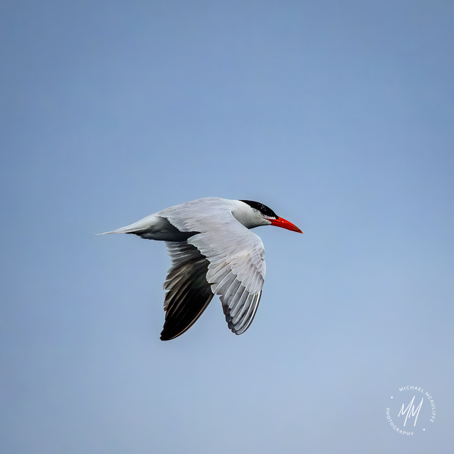 A Caspian Tern over Puget Sound in Edmonds, Washington.