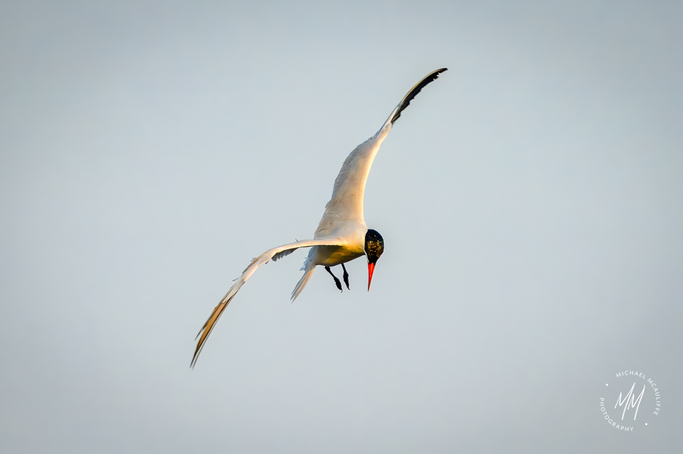 Caspian Tern Hovering Over Puget Sound Looking for Fish.
