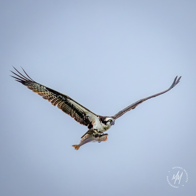 Osprey With a Fish Over Puget Sound from Edmonds, WA.