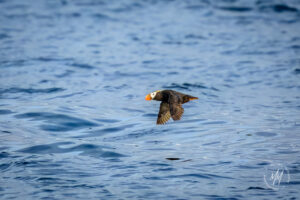 Edmonds Tufted Puffin