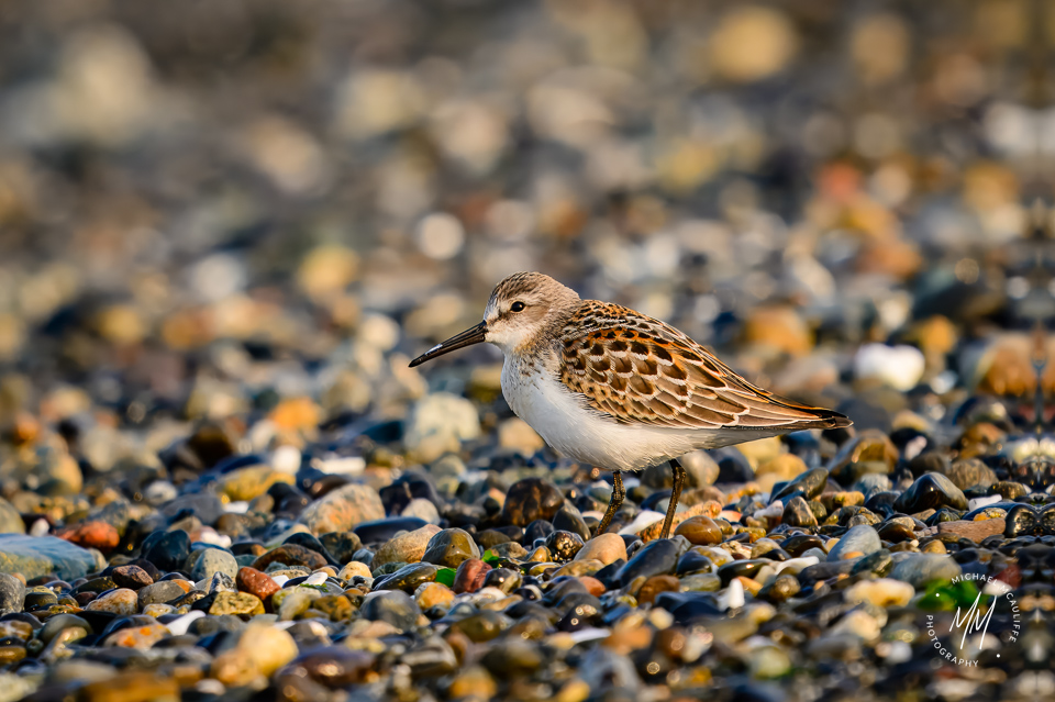 Western Sandpiper on Marina Beach in Edmonds, Washington.