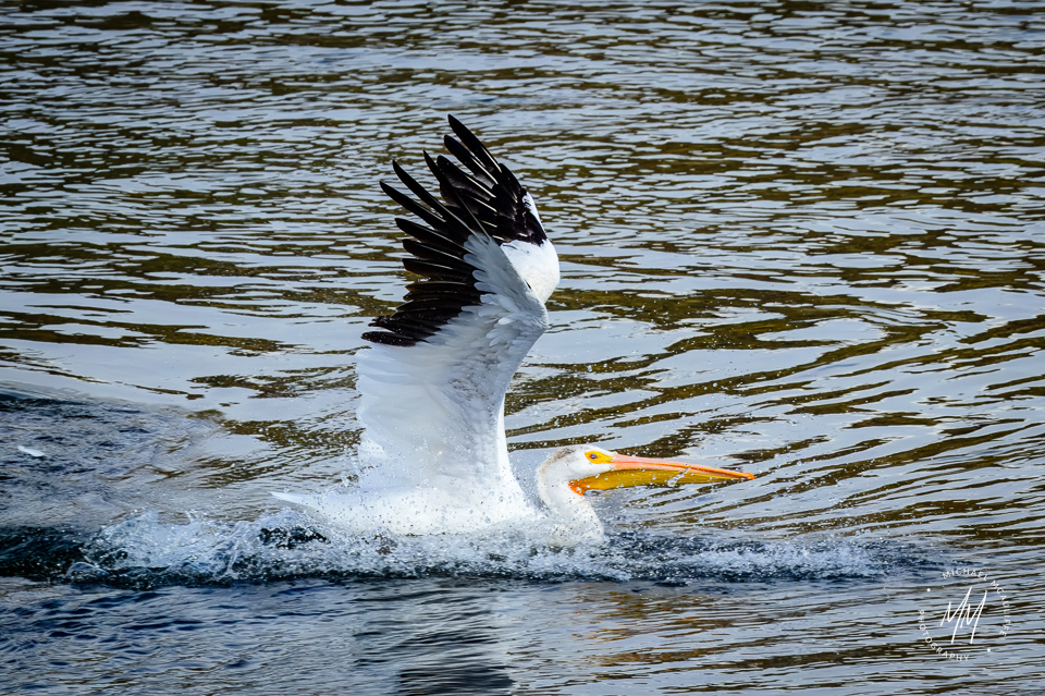 An American White Pelican landing on the Columbia River at the Chief Joseph Dam in Bridgeport, Washington.