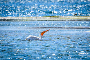American White Pelicans at Pateros