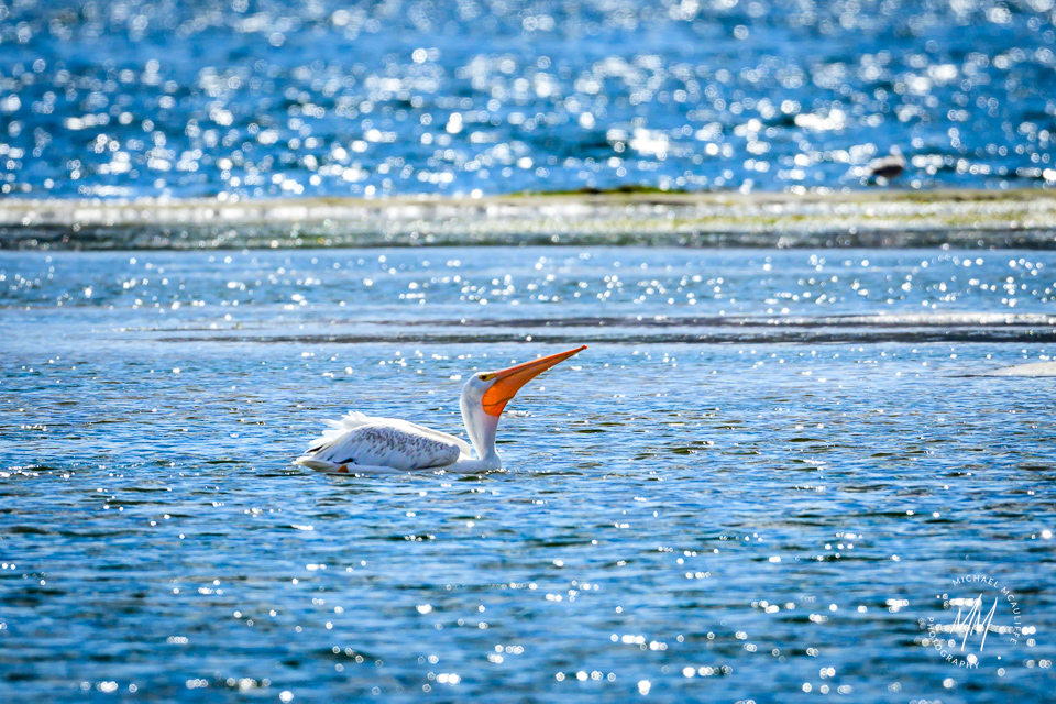 American White Pelicans at Pateros