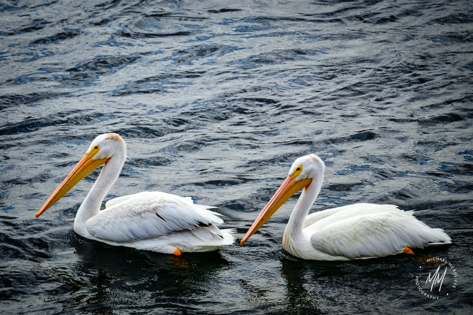 Two American White Pelicans at Chief Joseph Dam in Bridgeport, Washington.