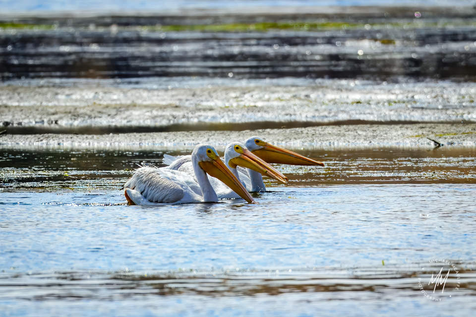 Three American White Pelicans floating on the Columbia River at Pateros, Washington.