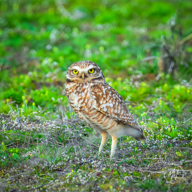 Burrowing Owls in Ephrata